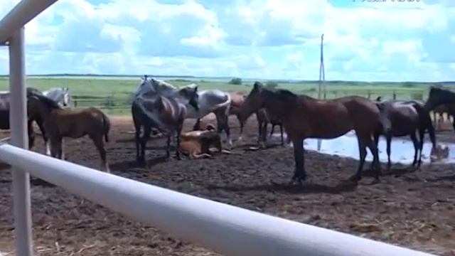 Люди дела. Покупайте красноярское смотреть онлайн
