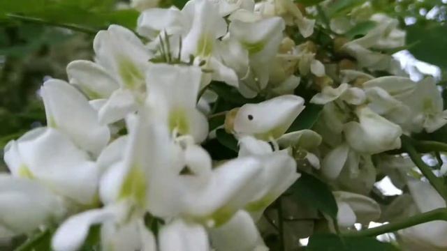 Цвіте акація в садах, та вітер віє про любов. смотреть онлайн