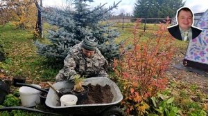 #туя_от_А_до_Я 🌲Как правильно пересадить тую в горшки ?