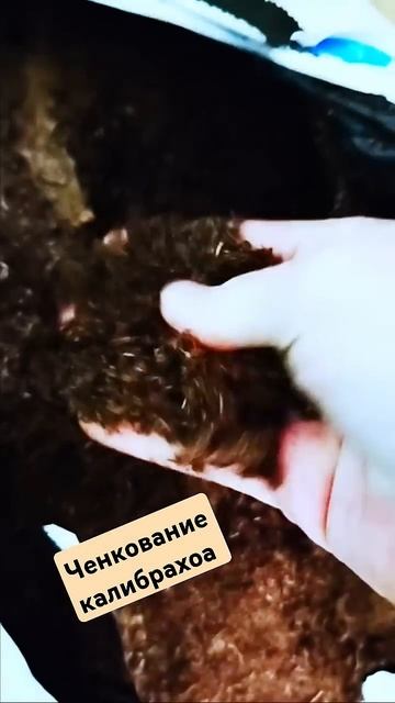 черенкование калибрахоа #garden #калибрахоа #черенки #чер