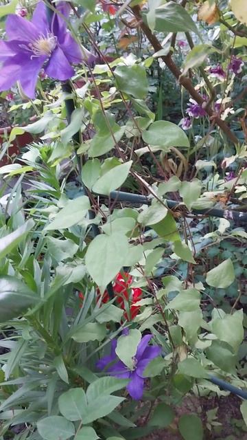 Квітне клематіс Мульті Блю смотреть онлайн