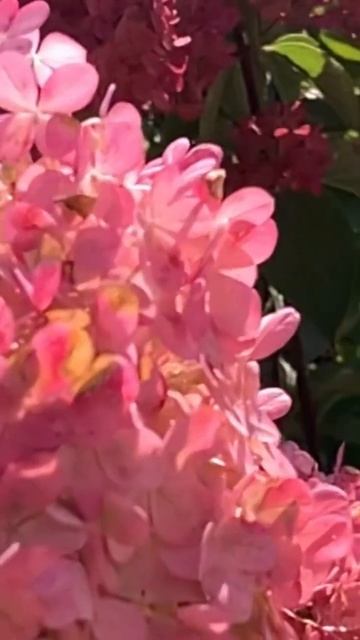 FRAISE MELBA #hydrangea #гортензія #шортс #hortensia #flower #garden #гортенз? смотреть онлайн