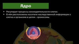 Строение растительной клетки
