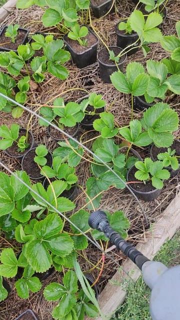 подкормка маточников земляники. заказ саженцев 79537732028 смотреть онлайн