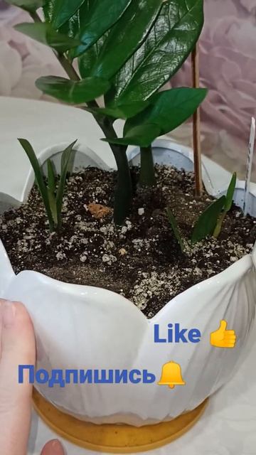 Замиокулькас🌿/новые листочки🌱/у меня есть ролик на ? смотреть онлайн