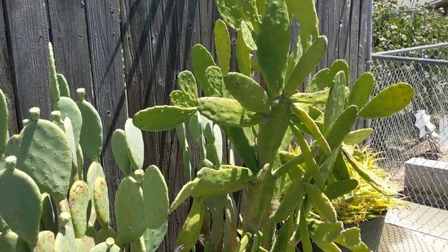 Our cactus pear plants Наши опунции сезона 2024 года смотреть онлайн