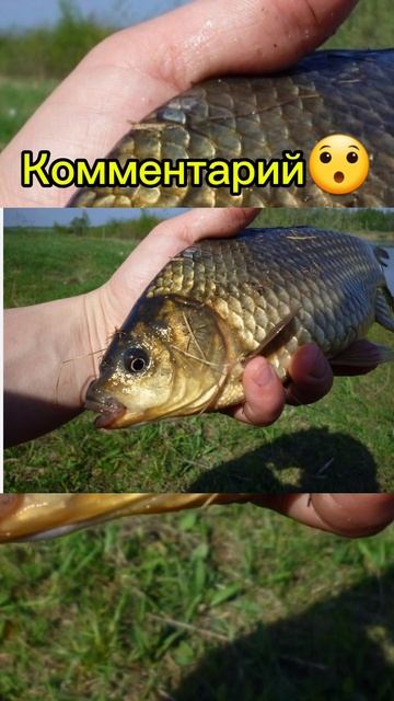 Выбери рыбу #рыбалка #fishing #рек #мем #щука #сом #карась смотреть онлайн