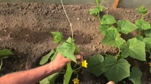 Выращивание огурцов. Уход за огурцами после высадки в