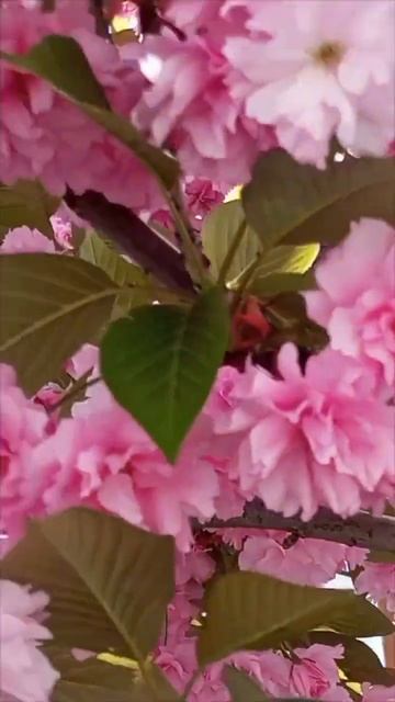 Розовые нежные цветы Вдохновение для рисования аквар? смотреть онлайн