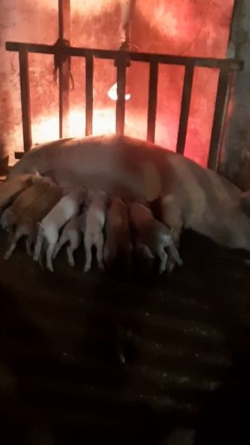 щука родила поросят, первые дни жизни, первые кормлен? смотреть онлайн