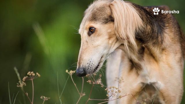 🐺 12 старейших пород собак 🐺 Как выглядят потомки вол смотреть онлайн
