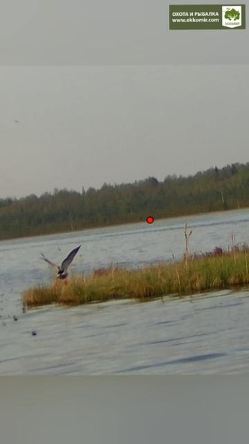 Охота на утку! смотреть онлайн