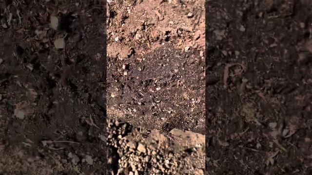 Грандифлора освоила все 60 литров смотреть онлайн