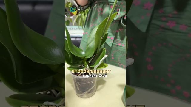 Орхидея отцвела, что делать дальше? #растенияворонеж #? смотреть онлайн