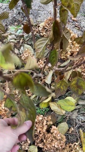 Вот точный признак, что метельчатые пора обрезать #гор