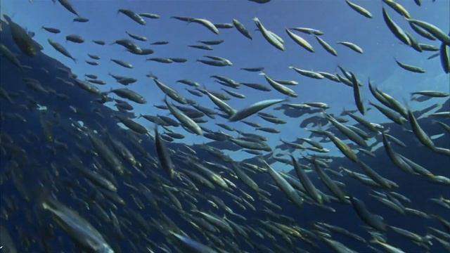 Отрывок из фильма BBC смотреть онлайн