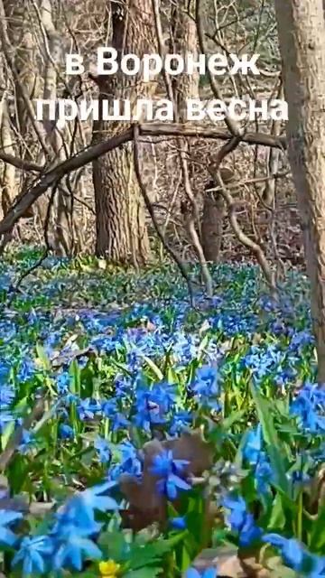 #shorts #воронеж #весна #подснежники смотреть онлайн