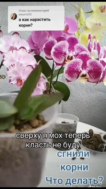 Реанимация орхидеи. Часть 2. #orchid #орхидеи смотреть онлайн