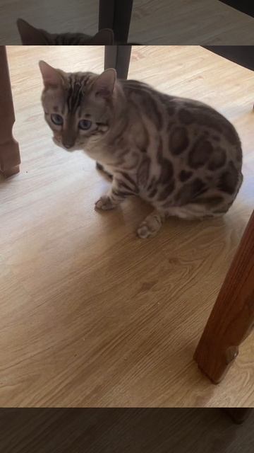 Когда у тебя шило))) смотреть онлайн