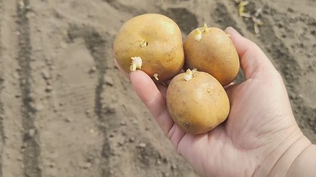 Посадка КАРТОФЕЛЯ. Что ПОЛОЖИТЬ в лунку при посадке картофеля
Самый лучший способ посадки картошки смотреть онлайн