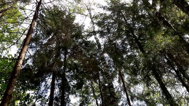 Настоящий лес, рядом пос Брея. смотреть онлайн