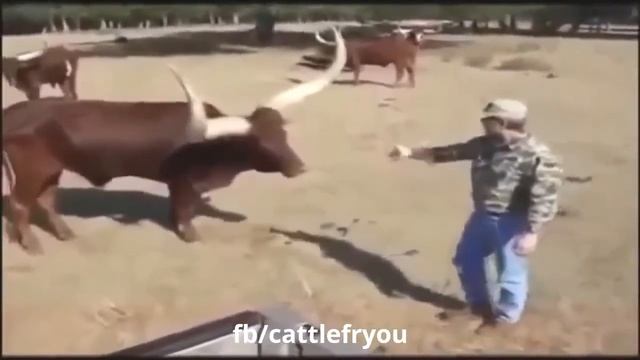 ПРИКОЛЫ С ЖИВОТНЫМИ,Смешные коровы Приколы с животными#смешныеживотные #смешныекоты #приколыскотами смотреть онлайн