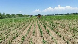 Культивация кукурузы плюс удобрения карбамидом.