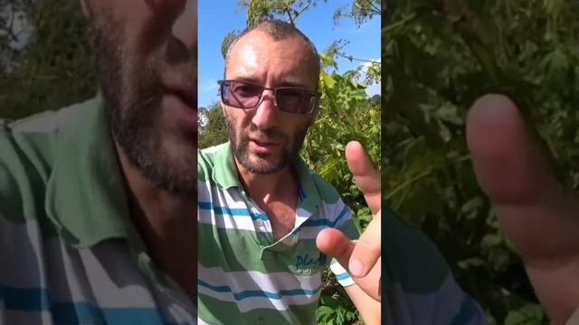 Борщевик убийца смотреть онлайн