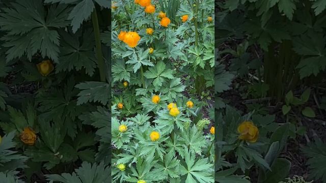 Весенне- летнее пробуждение дачных первоцветов на сев смотреть онлайн