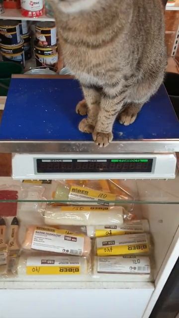 кошка любит проверять свой вес смотреть онлайн