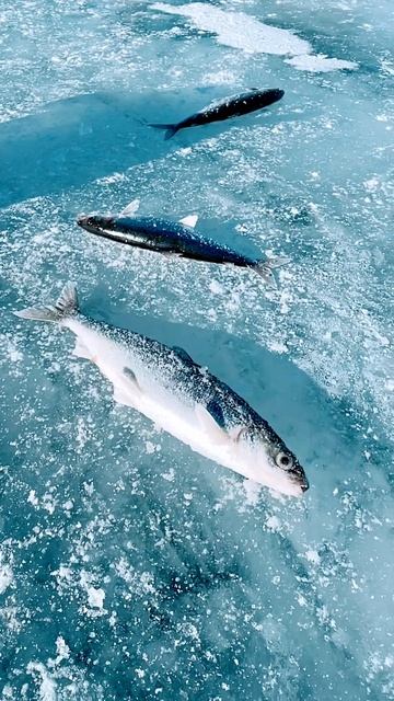 Байкальский🌊 омуль🐟!!! Зимняя 🧊рыбалка на Байкале! смотреть онлайн
