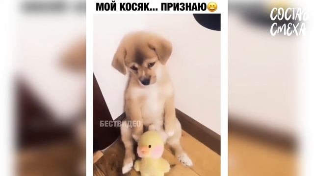 185 СЕКУНДЫ СМЕХА | ПРИКОЛЫ ЯНВАРЬ 2019 | №8 | ПОДБОРКА ПРИКОЛОВ | ПРИКОЛЫ | | VINE | COUB | CUBE смотреть онлайн