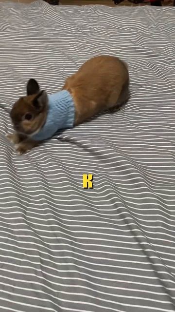 Кролик-утюг! #shorts #приколы #кролики смотреть онлайн