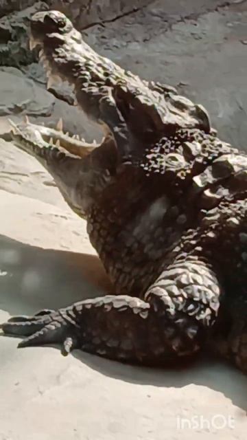 Крокодил 🐊 вот настоящий Крокодайл!#хочуврек #рекоме смотреть онлайн