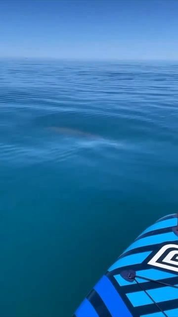 Дельфины на море, раннее утро #сочи #travel #сириусилья #мо смотреть онлайн