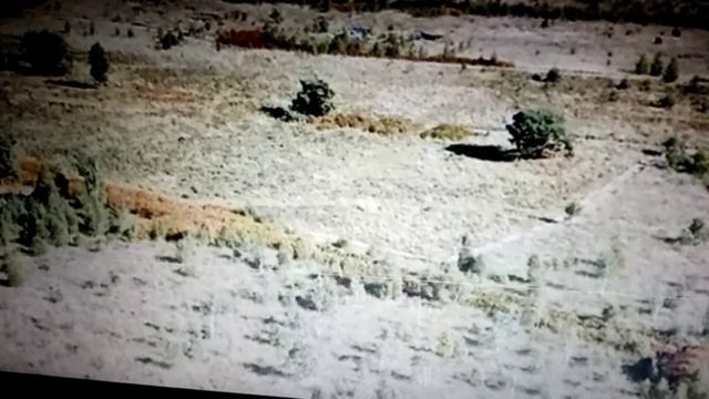 Белая берёза смотреть онлайн