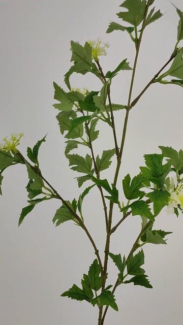 Ветка бузины