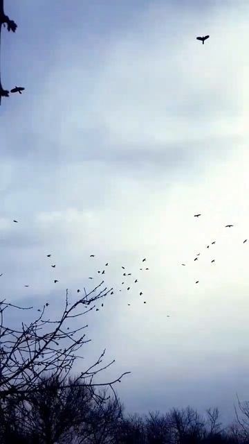 #огород #небо #вороны #созидание #люблюнебо #наблюдение смотреть онлайн