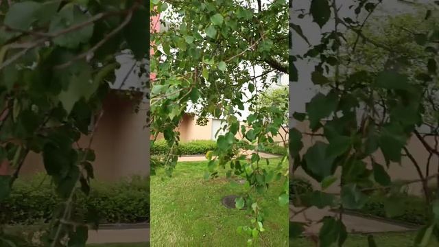 Одинокая березка!!! 🌿🌿🌿 смотреть онлайн