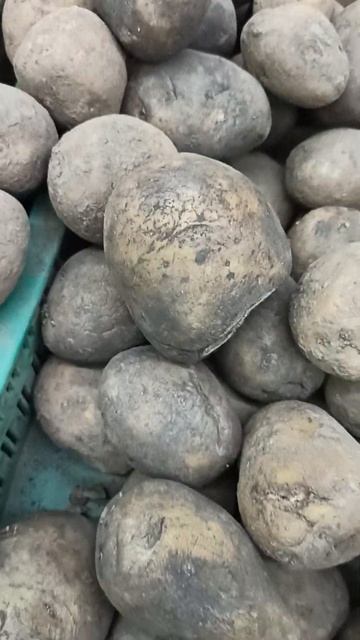 Тухлая Картошка в Ашане 🤯 Ещё и супер скидка по карте смотреть онлайн