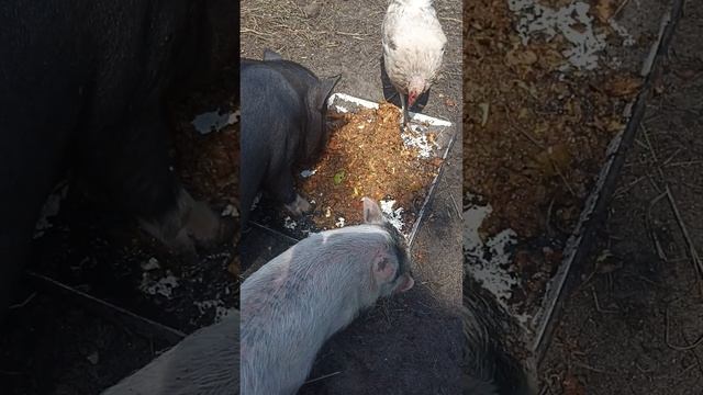 Вьетнамские поросята и куры едят вместе \Vietnamese piglets and c смотреть онлайн