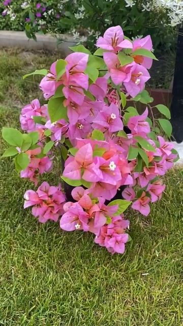 Моя бугенвиллия Hugh Evans🌸 Сорт доступен к заказу🌿 смотреть онлайн