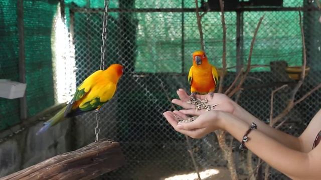 Paradise Park, о.Самуи, Тайланд смотреть онлайн
