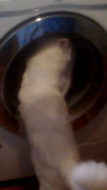 Кот устроил большую стирку. Смотреть всем до конца!!! смотреть онлайн