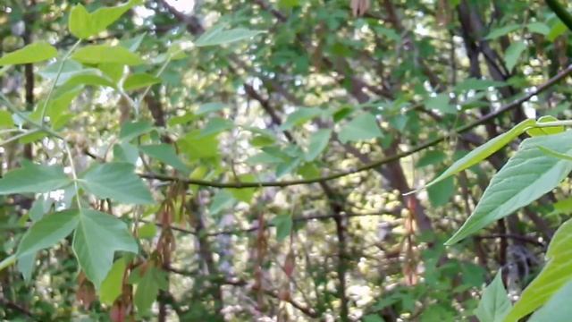 Май, клён, берёзы.. смотреть онлайн