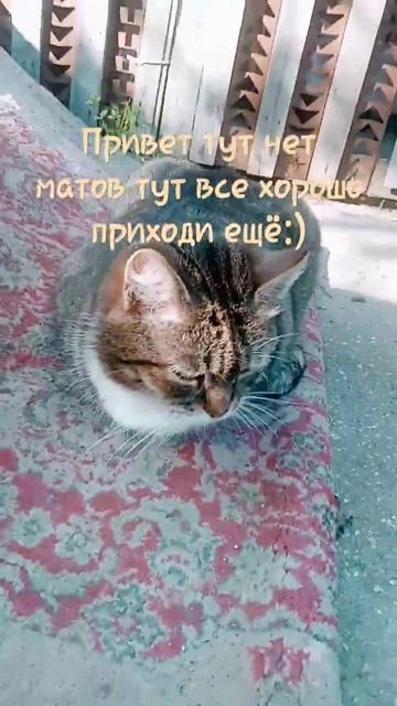 у меня есть кошка Мурка ❤️❤️ смотреть онлайн