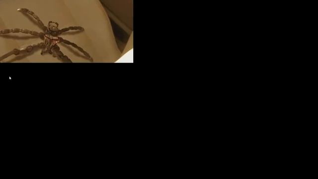 Трансморферы смотреть онлайн