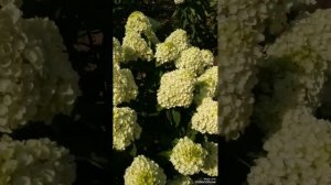 Метельчатая гортензия Саммер Сноу. 19.07. 2024г.?…