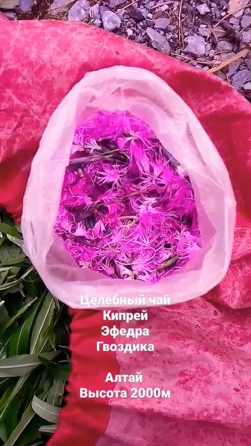 кипрей+эфедра #алтай #шаман #травянойчай смотреть онлайн