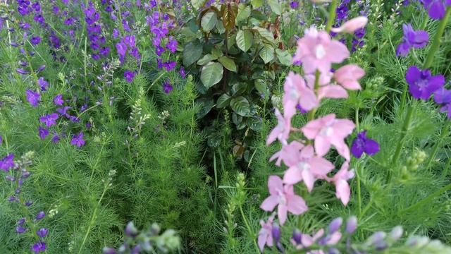 Дельфиниум однолетний, полевой. смотреть онлайн